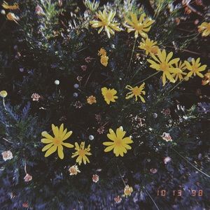 Meet your Posher, Skye